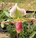 Veenuseking (Paphiopedilum) 'Mem Gary Baker'