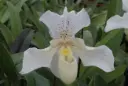 Veenuseking (Paphiopedilum) 'Rosy Dawn' 1v P11/35cm