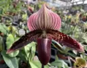 Veenuseking (Paphiopedilum) 'Vinicolor x sukhakulii' 1v P9/35cm