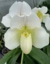 Veenuseking (Paphiopedilum) 'White' P12cm