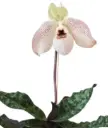 Veenuseking (Paphiopedilum) 'Wössner Concomal'