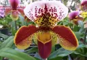 Veenuseking (Paphiopedilum) Gratrixianum 2-3v P9/40cm