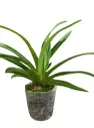 Veenuseking (Paphiopedilum) P9