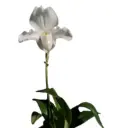 Veenuseking (Paphiopedilum) Phips 2v P11/35cm