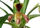 Veenuseking Villosum 2v