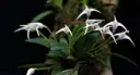 Väike pöialpaslik (Masdevallia minuta)