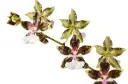 Värikäpp (Oncidium) 'Leucochilum'