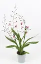 Värikäpp (ontsiidium) 'Mieke von Holm' 2v P12/55cm