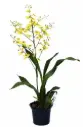 Värikäpp (ontsiidium) 'Aloha'