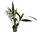 Zygonisia 'White Christmas'