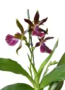 Zygopetalum 'Harlekin'