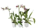 Zygopetalum 'Impasto Green'