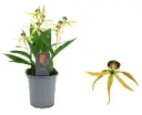lisekäpp (Cochleata Encyclia) 'Tarantula Yellow'  1-3vP9/20cm