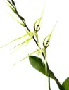Ämblikkäpp (Brassia giroudiana)
