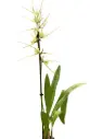 Ämblikkäpp (Brassia verrucos)