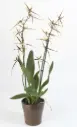 Ämblikkäpp (Brassia) 'Toscane' 2v P9