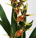 Ämblikkäpp (Brassidium) 'Mystic Maze'