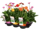 Potigerbera Garvinea valik P19/50cm