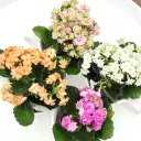 Blossf. kalanhoe P9cm kollane