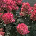 Aedhortensia 'Bloody Marie' C10/60-80cm 