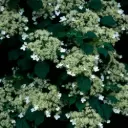 Roniv hortensia  C3/60-80cm