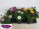 Kuldkakar 'Senorita Tanja' valik P10,5cm