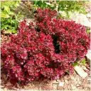 Thunbergi kukerpuu 'Atropurpurea Nana' C3/20-30cm