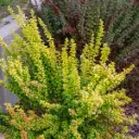 Thunbergi kukerpuu 'Maria'® C3/30-40cm