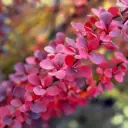 Thunbergi kukerpuu 'Red Tower'® C3/30-40cm