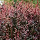 Thunbergi kukerpuu 'Rose Glow' C3/30-40cm