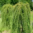 Euroopa lehis 'Puli' 120cm tüvi/C10