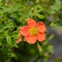 Harilik põõsasmaran 'Marian Red Robin' C3/25-30cm