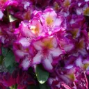 Rodo 'HAPPYdendron'® C5/30-40cm