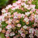 Pargiroos 'Cutie Pie'® C2/20-25cm