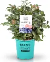 Mustikas BrazelBerry® 'Berry Bux'® P10.5/20cm
