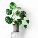Meeldiv monstera P35/190cm