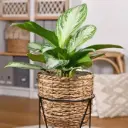 Aglaoneema 'Silver Bay' P24/70cm 3v