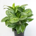 Aglaoneema 'Lemon Mint' P19/50cm
