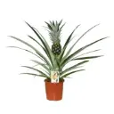 Ananass 'Rosita' Ø12cm