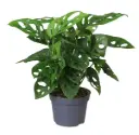 Längmonstera P12/30cm 