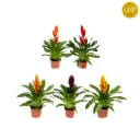 Vriisea Sensation valik P10,5/40cm