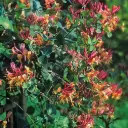 Heckroti kuslapuu 'American Beauty' C2/40-60CM