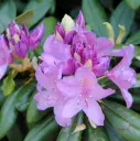 Katavba rodo 'Catabiensis Grandiflorum' C7/55-60cm 