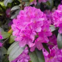 Rodo 'Roseum Eleganz' C7/55-60cm 