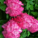 Rodo 'Germania' C5/40-50cm