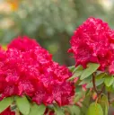 Rodo 'Wilgen's Ruby' C5/30-40cm 