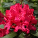 Rodo 'Red Jack' C3/30-40cm