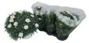 Põõsas-hõbekakar valik P19/40cm