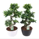 Väikeseviljaline viigipuu'Ginseng'S-type P28/75cm