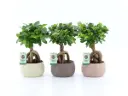 Viigipuu Ginseng ker.potis P16/30cm